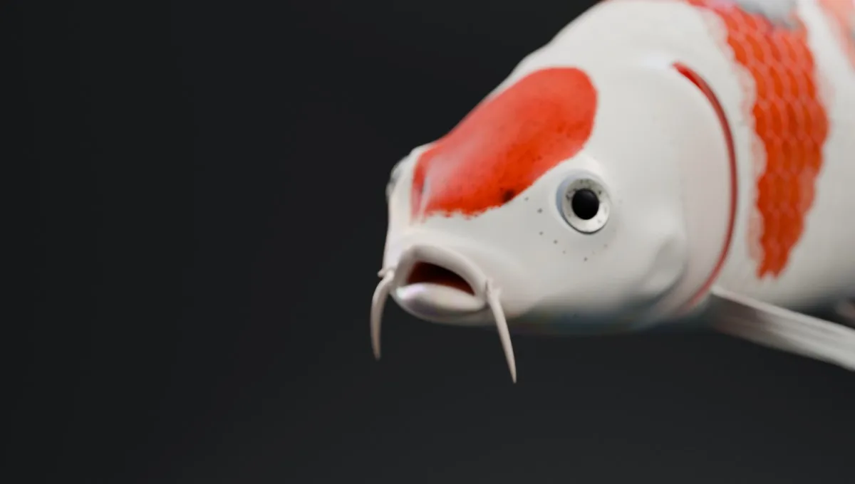 Tête de koï de face : lèvres, barbillons, yeux et pores