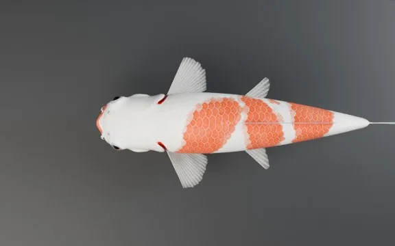 Kohaku vu de dessus