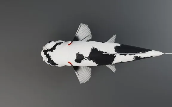Shiro Utsuri vu de dessus