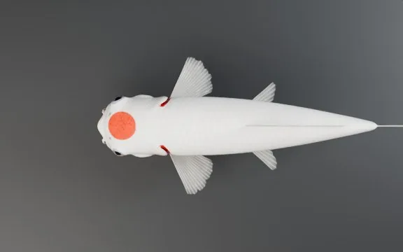 Tancho Kohaku vu de dessus